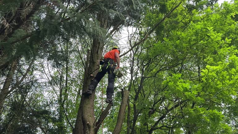 Best Tree Planting Services  in Glendora, NJ